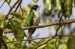 Klass's Cuckoo.