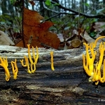 Yellow Staghorn (calocera viscosa)