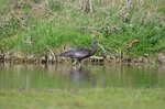 Glossy Ibis