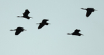 Purple Herons