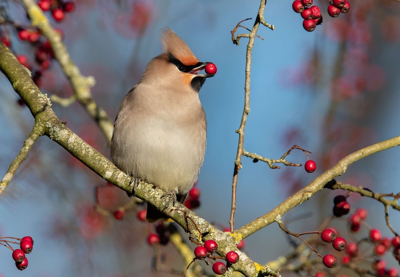 Waxwing - Hassop - Derbyshire