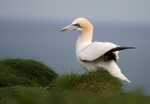 Gannet