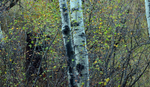 Can You See Me