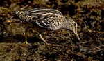 Great Snipe