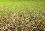 Lower Northend Farm II