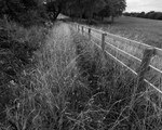 Day 38 - Grasses and New Fence