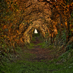Enchanted Path