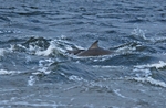 Bottlenose Dolphin