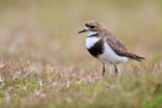 Two-banded Plover, Carcass Island, Falklands