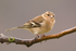 Chaffinch