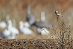 Western Meadowlark portfolio