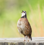 Bobwhite
