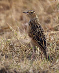 Rufous-naped Lark portfolio