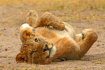 _84Y1057 Amboseli