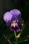 Iris 1101
