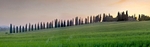 Lined up pines