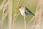 Reed Warbler 160609