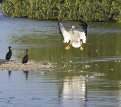 Birds  093
