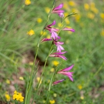 Field Gladiolus (Gladiolus italicus syn. G. segetum)