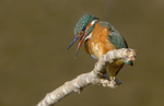 Female Kingfisher