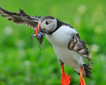 Puffin with fish landing close, Inner Farne