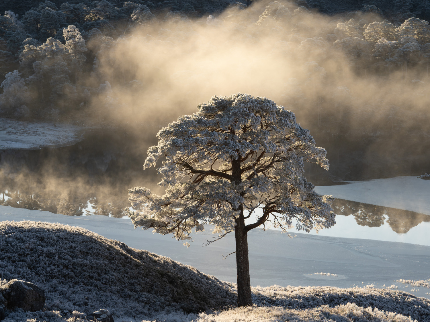 Frosted pine II