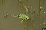 Marsh Frog