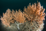 Eunicella verrucosa