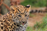Amur Leopard cub close-up at the Big Cat Sanctuary