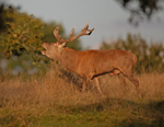 Red Deer - Cervus elaphus