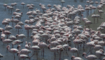 Lesser Flamingo group