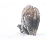 Bison-2