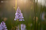 Heath Spotted-orchid