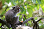 Long-tailed Macaque in tree, Ubud Monkey Forest, Bali