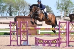 Foxhunter and 1.20m Open portfolio