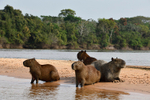 Cuiaba river