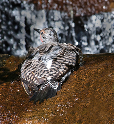 Backyard Bathing Birds portfolio