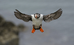 PUFFIN, ISLE OF MULL