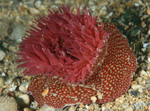 Actinia fragacea