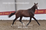 BPP_2281