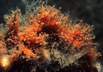 Sarsia eximia
