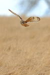 Short-eared Owl hovering, Hawling, Gloucestershire