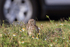 Burrowing Owls close to road, Cape Coral, Florida