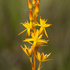 Bog Asphodel