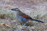 Brown-crowned Tchagra on the ground