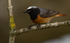 Common Redstart Male