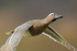 Garganey close-up in flight, Stratfield Brake, Oxfordshire