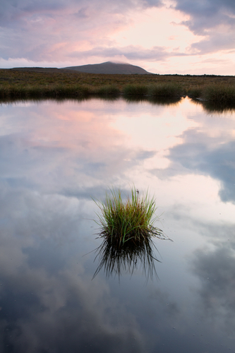 A little Island clump of grass growing in an upland pond with the evening sky relfected. In the distance the mist ato…