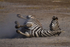 Zebra Rolling