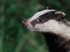 Close-up of a Badger at night from the Speyside Wildlife hide